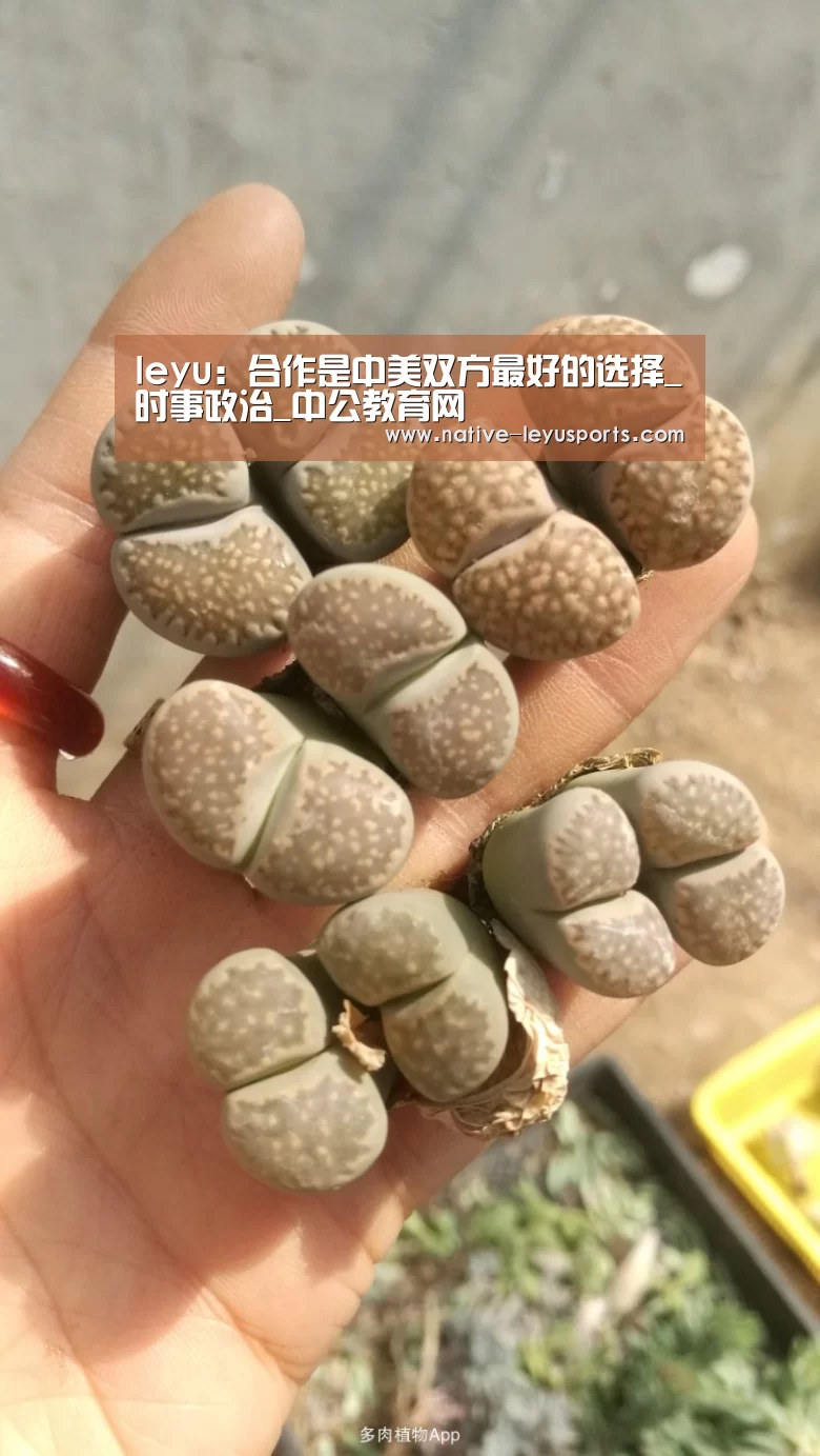 leyu:合作是中美双方最好的选择_时事政治_中公教育网(图1) 乐鱼体育